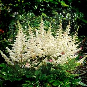 VISIONS IN WHITE ASTILBE