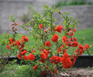 DOUBLE TAKE® ORANGE STORM QUINCE
