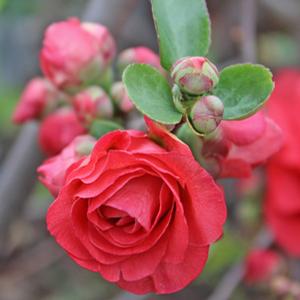 DOUBLE TAKE® PINK QUINCE