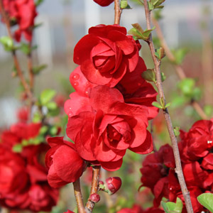 DOUBLE TAKE® SCARLET STORM QUINCE