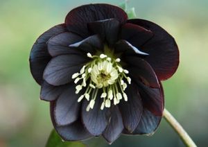 ONYX ODYSSEY WINTER JEWELS™ LENTEN ROSE