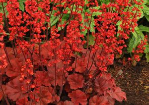 CHERRY COLA CORAL BELLS