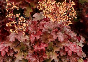 ROOT BEER CORAL BELLS
