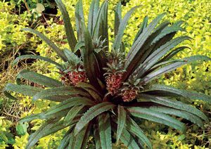 FRECKLES PINEAPPLE LILY