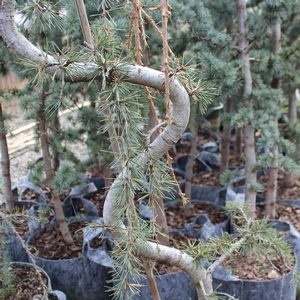 WEEPING BLUE ATLAS CEDAR (SERPENTINE)