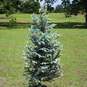FAT ALBERT BLUE SPRUCE