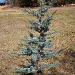 HORSTMANN DWARF BLUE ATLAS CEDAR