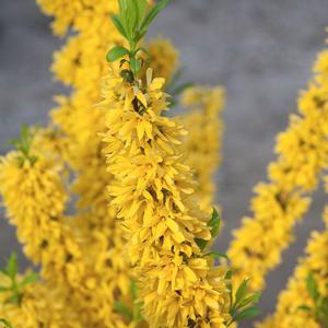 SHOW OFF® FORSYTHIA