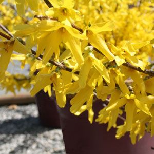 SHOWY BORDER™ FORSYTHIA