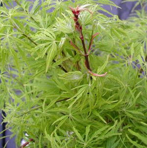 WATERFALL WEEPING JAPANESE MAPLE