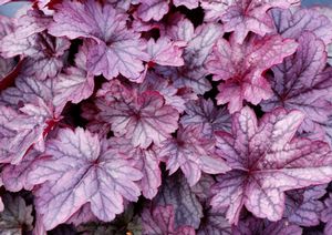 SHANGHAI CORAL BELLS