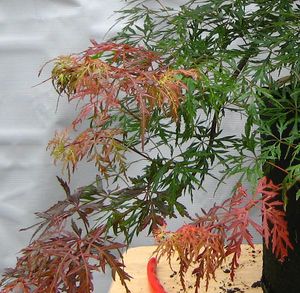 ORANGEOLA WEEPING JAPANESE MAPLE