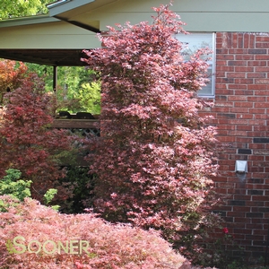 TWOMBLY'S RED SENTINEL UPRIGHT JAPANESE MAPLE