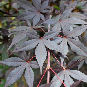 HEFNER'S RED UPRIGHT JAPANESE MAPLE