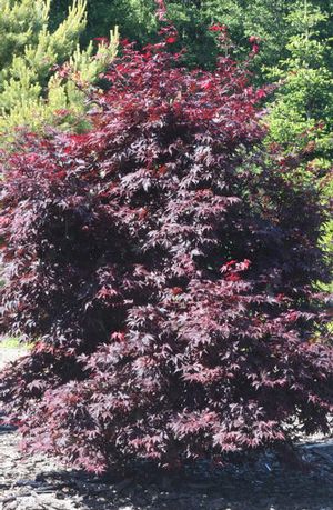 RED EMPEROR UPRIGHT JAPANESE MAPLE