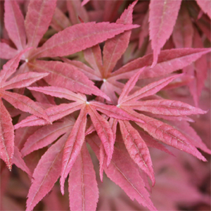 PIXIE UPRIGHT JAPANESE MAPLE