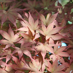 EMPEROR I UPRIGHT JAPANESE MAPLE