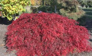 SHU SHIDARE WEEPING JAPANESE MAPLE