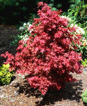 RUBY STARS DWARF UPRIGHT JAPANESE MAPLE