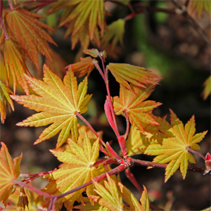AUTUMN MOON UPRIGHT JAPANESE MAPLE