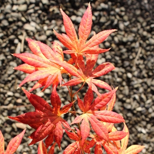 IIJIMA SUNAGO UPRIGHT JAPANESE MAPLE