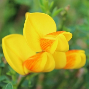 MADAME BUTTERFLY SCOTCH BROOM