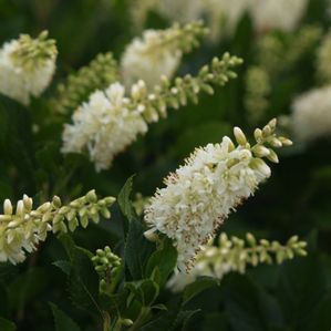 SUGARTINA® 'CRYSTALINA' SUMMERSWEET