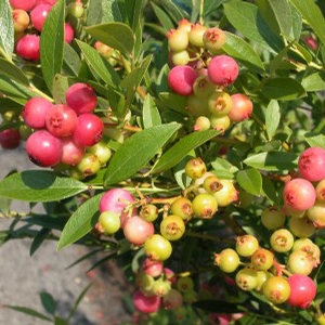 PINK LEMONADE BLUEBERRY