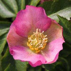 ROYAL HERITAGE LENTEN ROSE