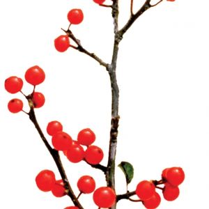 SPARKLEBERRY WINTERBERRY HOLLY