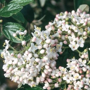 CONOY VIBURNUM