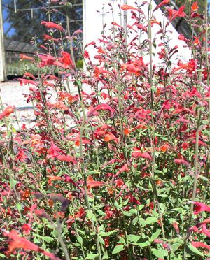 CORONADO RED® HYSSOP