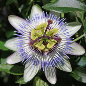 PASSION FLOWER