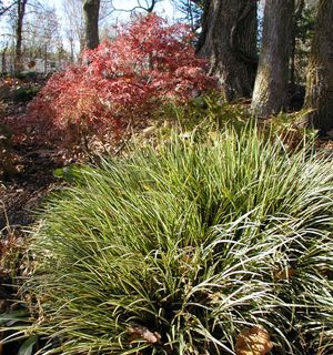 VARIEGATED SWEET FLAG