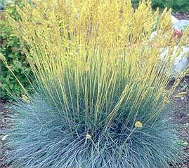 ELIJAH BLUE FESCUE