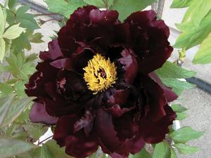 KAOUKAMON TREE PEONY