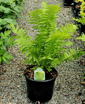 OSTRICH FERN
