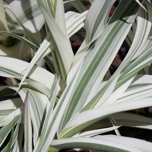VARIEGATED GIANT REED