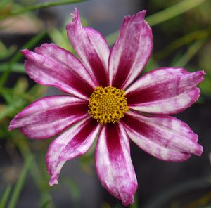 BIG BANG™ COSMIC EVOLUTION TICKSEED