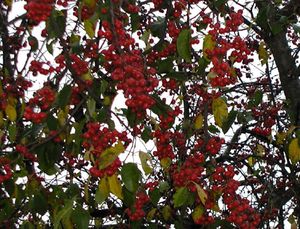 INDIAN MAGIC CRABAPPLE