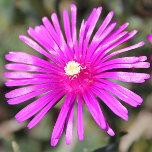 STARBURST® ICE PLANT