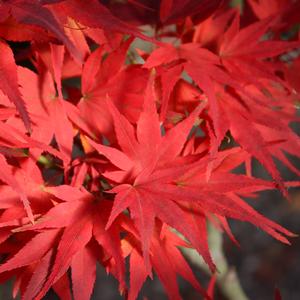 MIKAWA YATSUBUSA DWARF UPRIGHT JAPANESE MAPLE