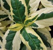 COOL SPLASH® DWARF BUSH HONEYSUCKLE