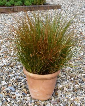 PRAIRIE FIRE SEDGE