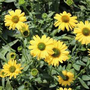 DAYDREAM CONEFLOWER