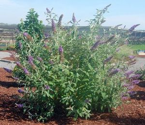 ASIAN MOON STERILE BUTTERFLY BUSH