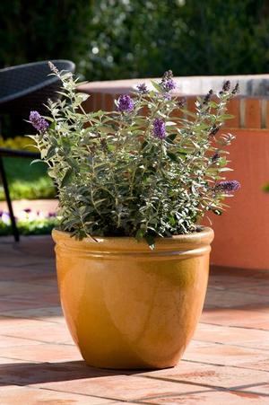 FLUTTERBY PETITE® BLUE HEAVEN BUTTERFLY BUSH