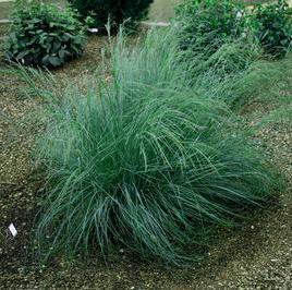 BLUE LOVE GRASS
