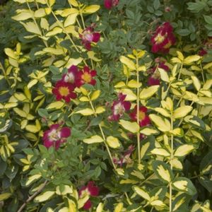 BLONDY® EUONYMUS