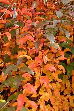 PRAIRIFIRE CRABAPPLE